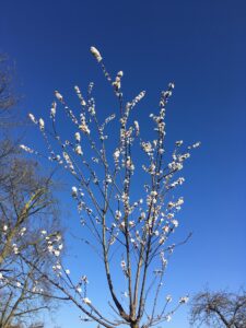 Apricot tree